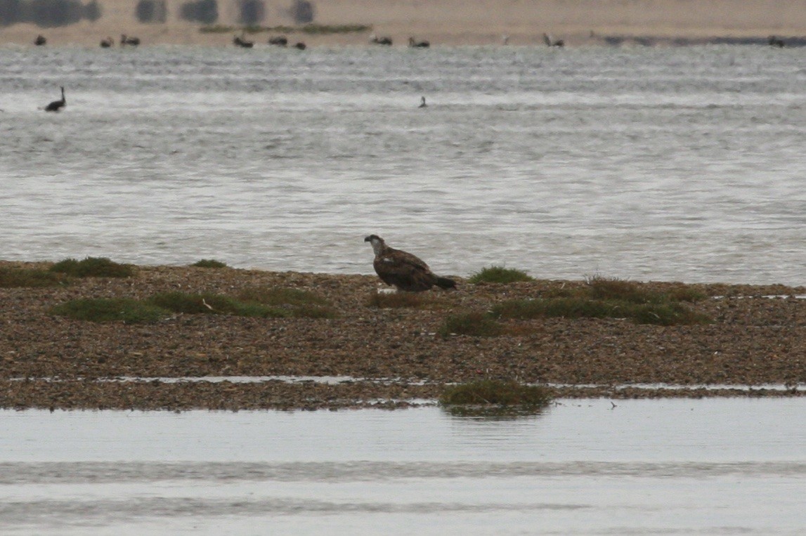 Balbuzard pêcheur (cristatus) - ML87012271