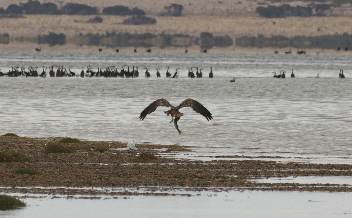 Arrano arrantzalea (cristatus) - ML87012281