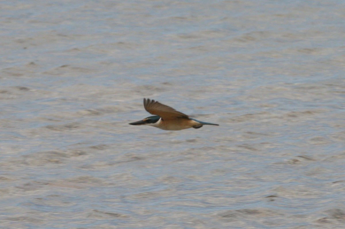 Sacred Kingfisher (Australasian) - ML87012301