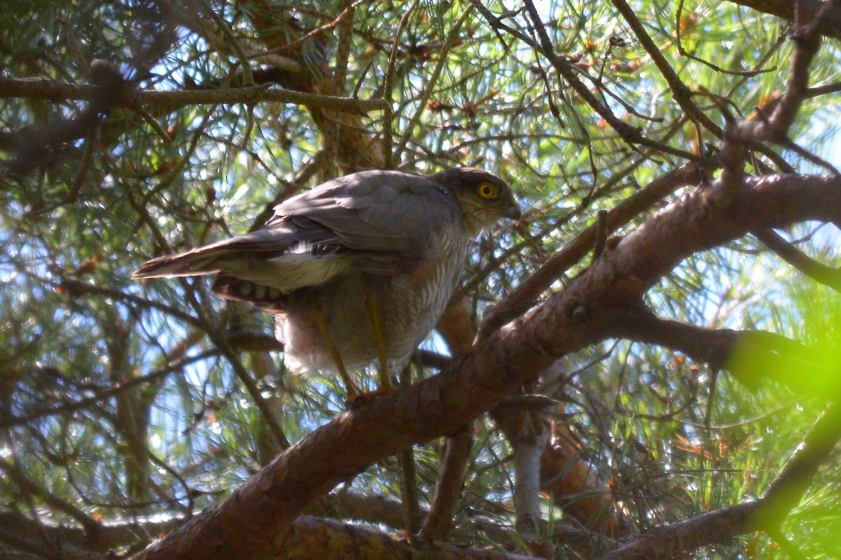 Eurasian Sparrowhawk - ML87012431