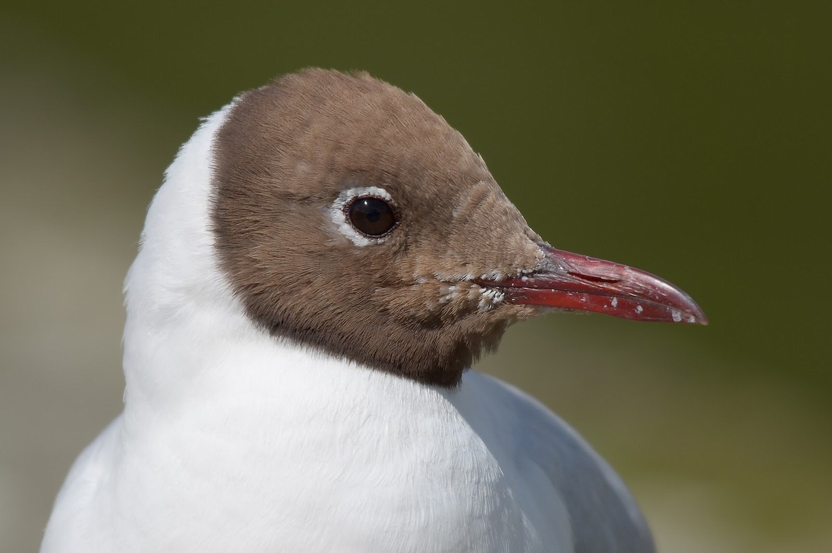 Black-headed Gull - University College Dublin Bird Data