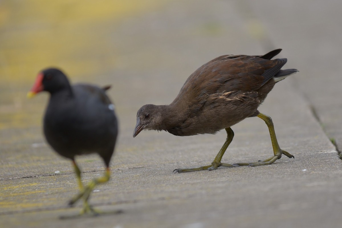 Eurasian Moorhen - ML87012511