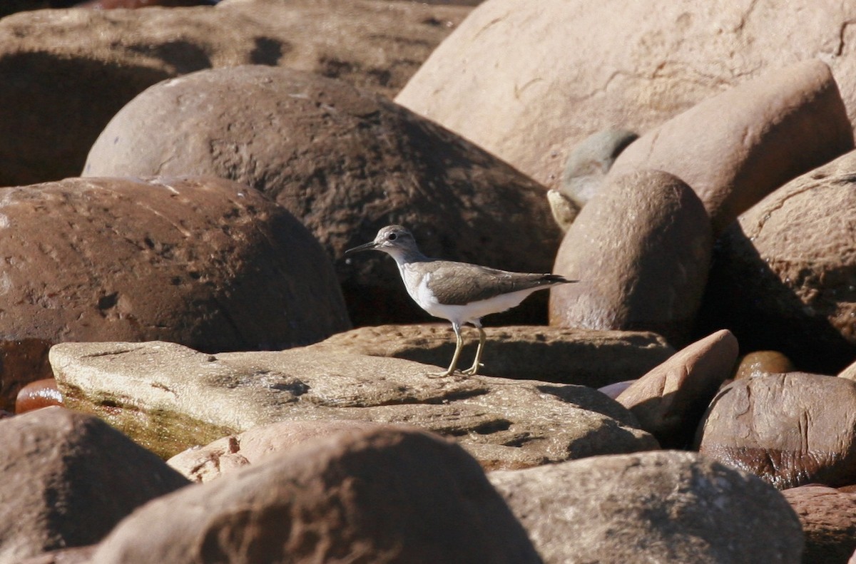 Common Sandpiper - ML87012831