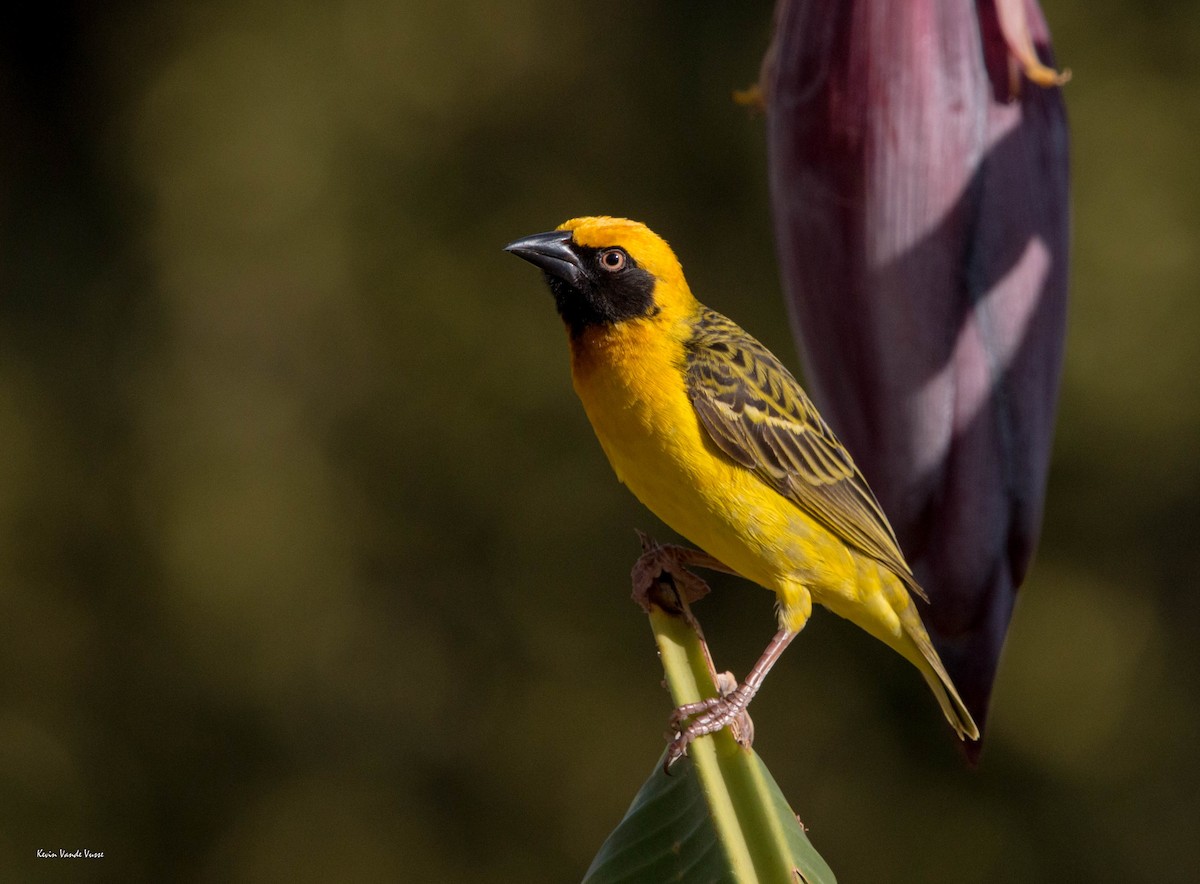 Speke's Weaver - ML87013071