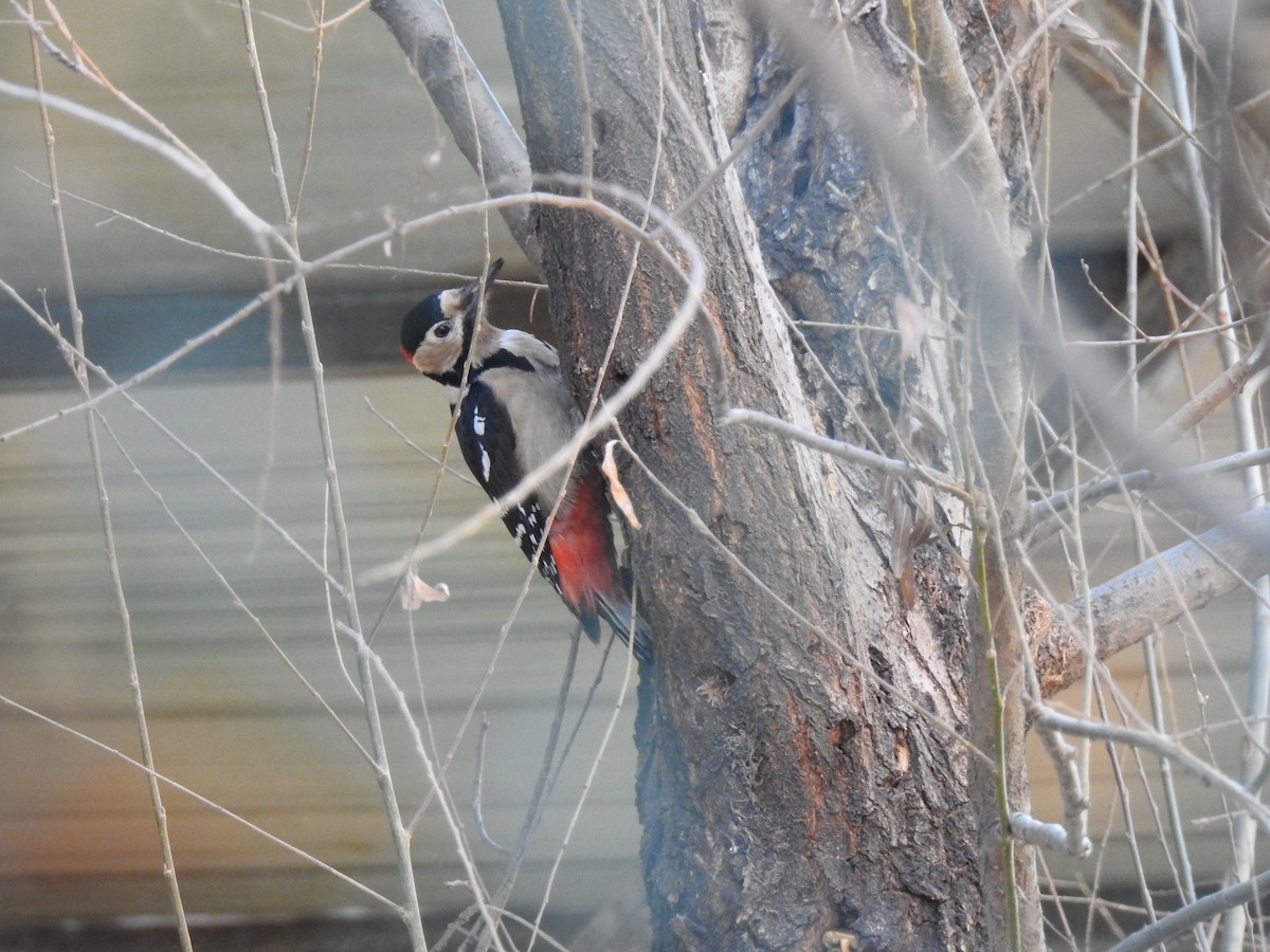 Great Spotted Woodpecker - ML87013191