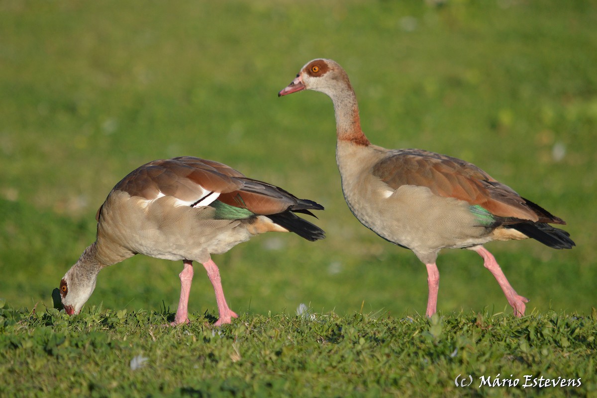 Egyptian Goose - Mário Estevens