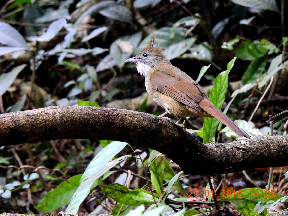 Puff-throated Bulbul - ML87014031