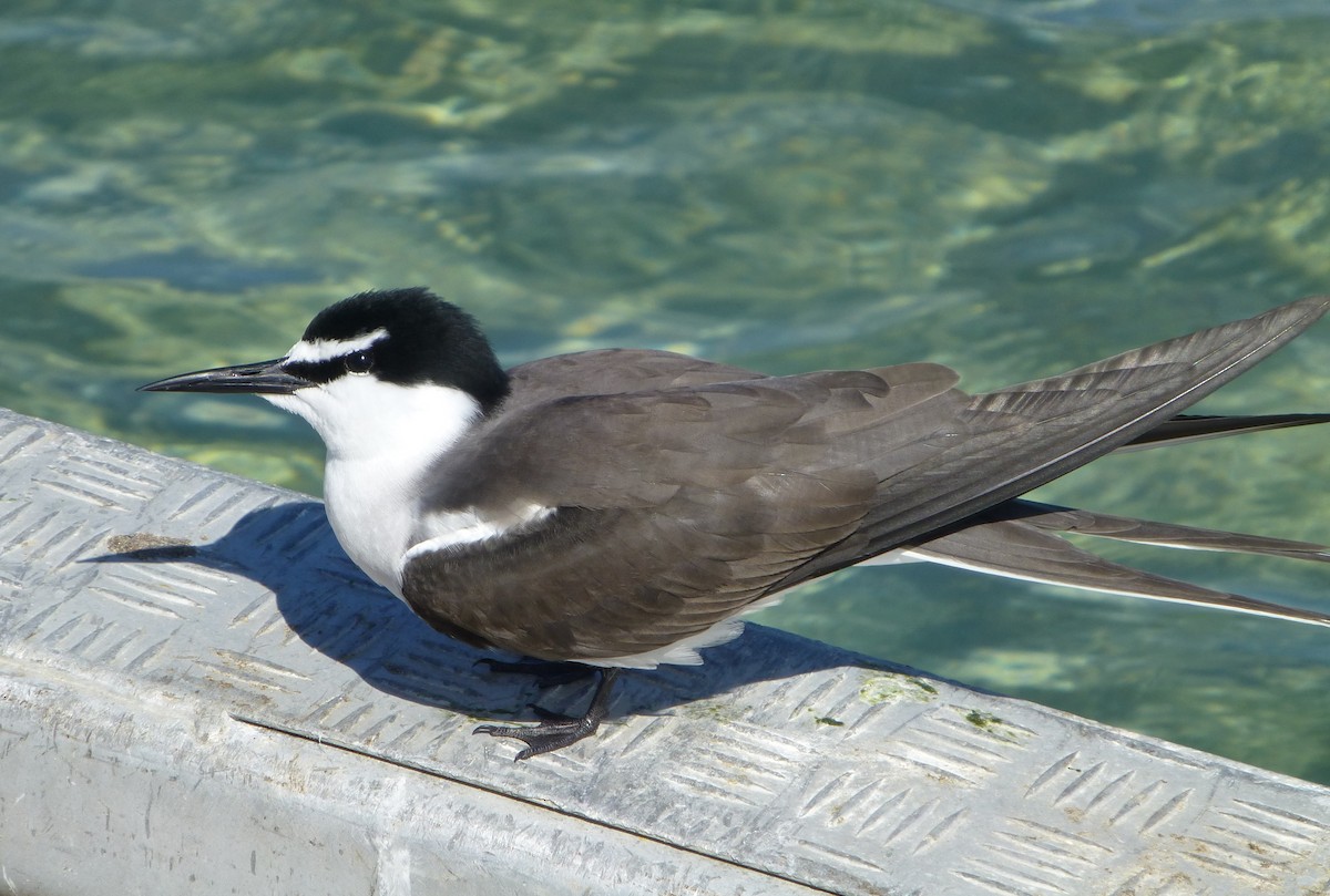 Bridled Tern - Shelley Altman