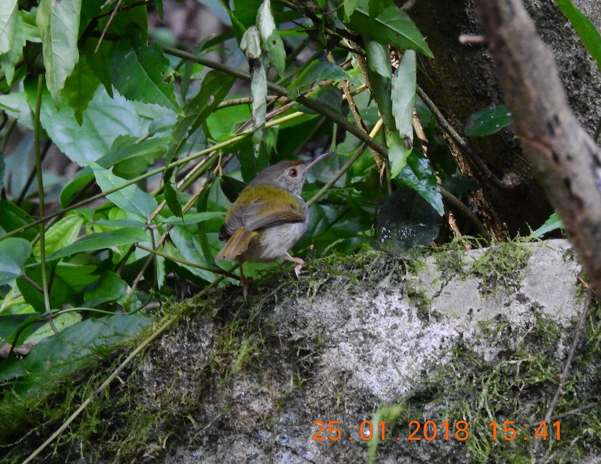 Common Tailorbird - ML87015761