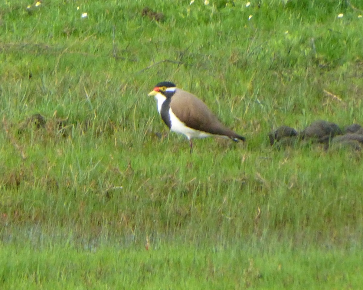 Avefría Tricolor - ML87016801