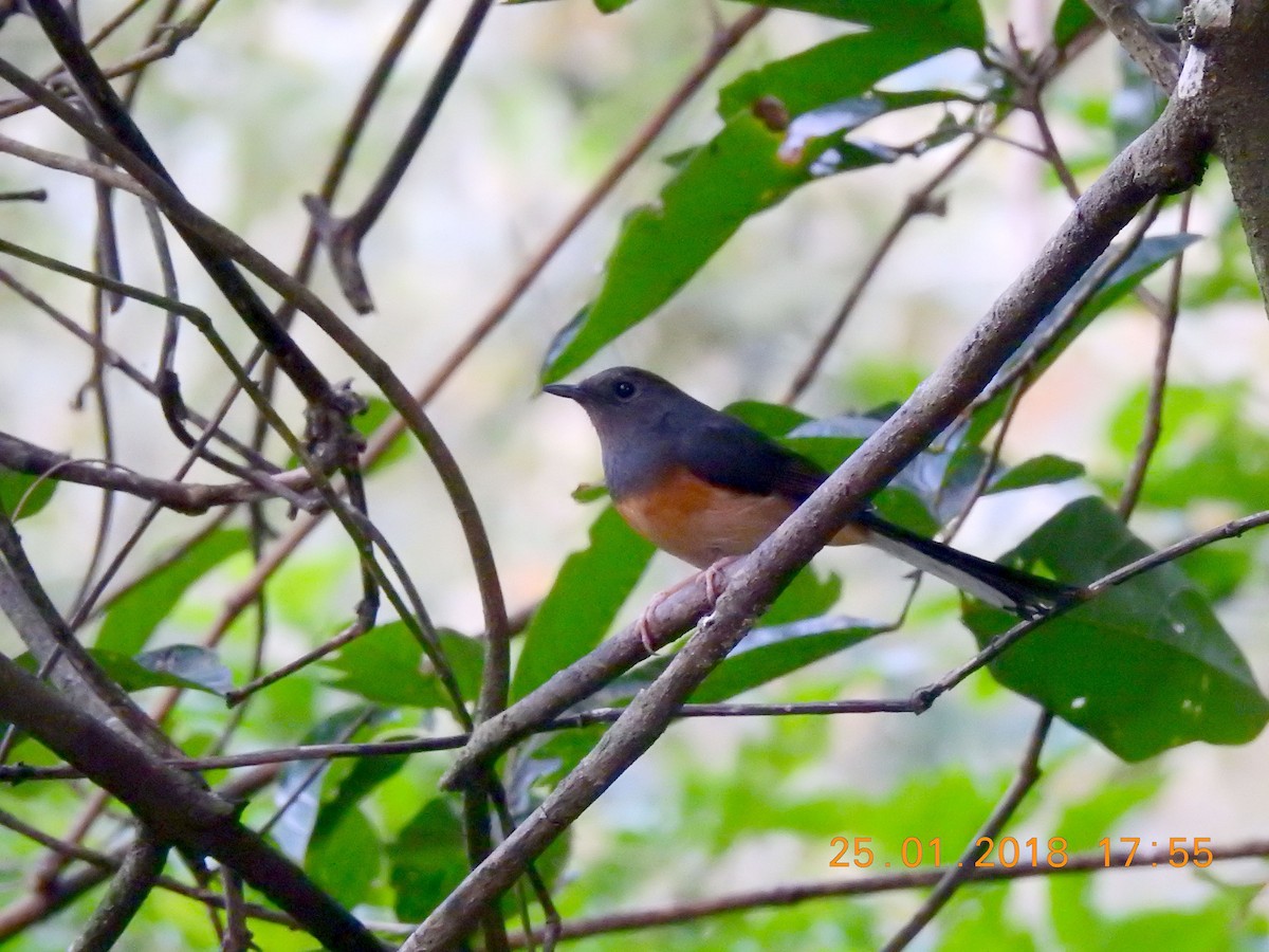 White-rumped Shama - Liao Tzu-Chiang