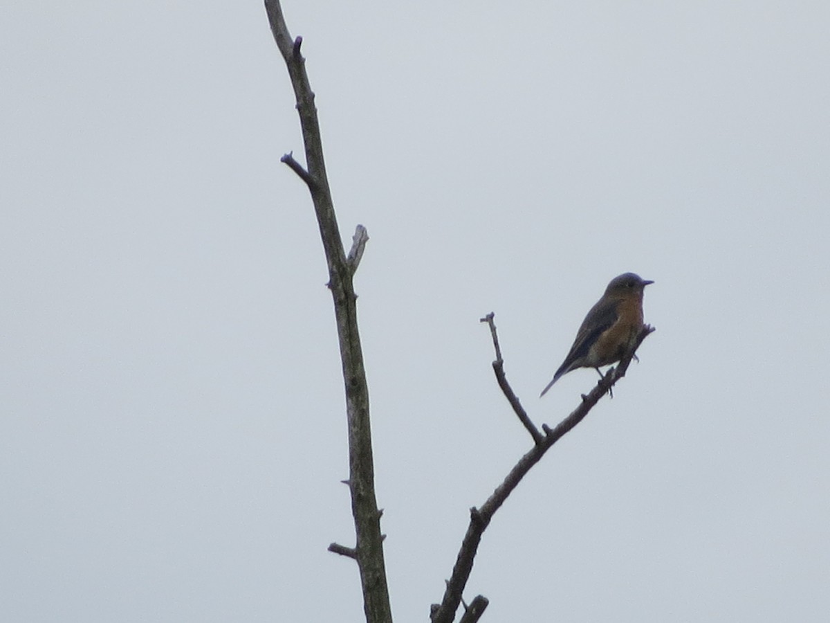 Eastern Bluebird - Ethan Maynard