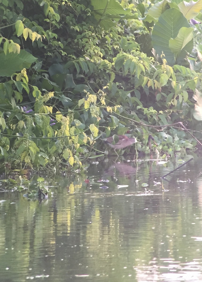 Yellow Bittern - ML87019381