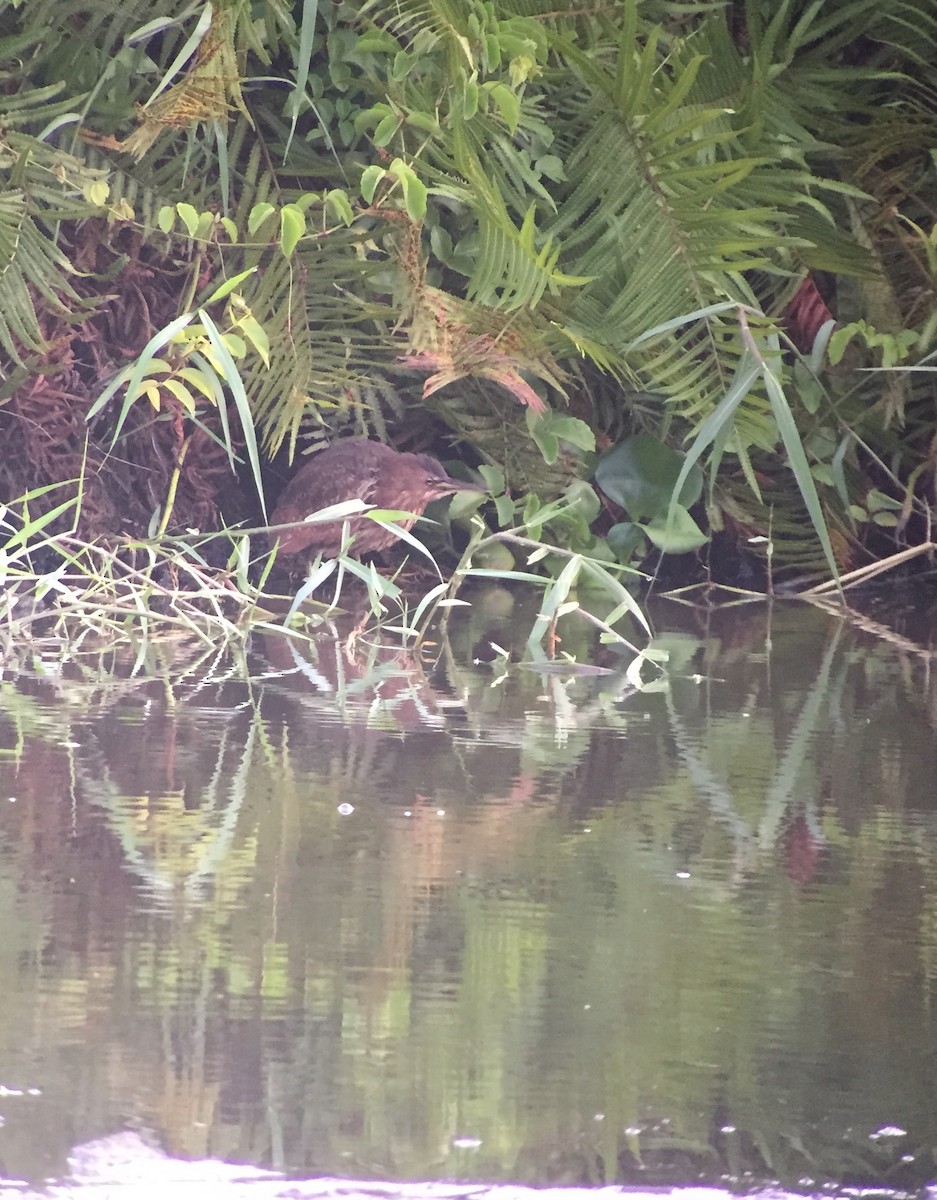 Cinnamon Bittern - ML87019411