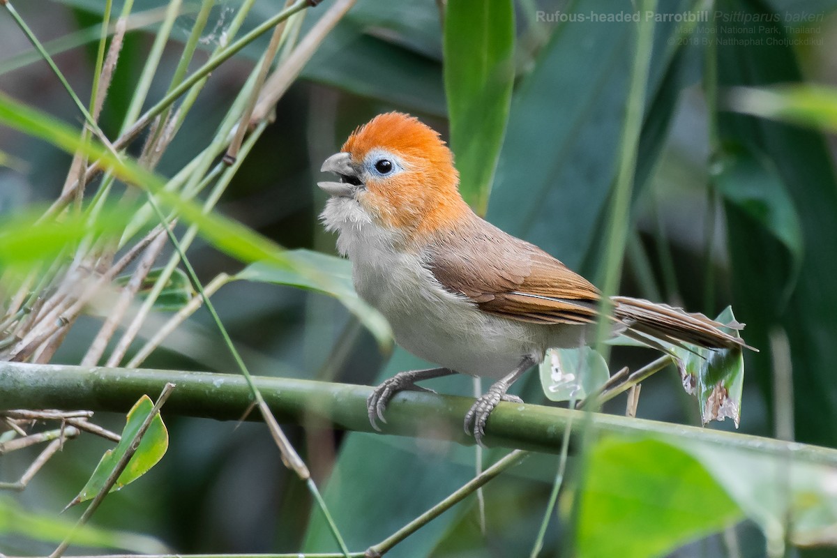 Rufous-headed Parrotbill - ML87020271