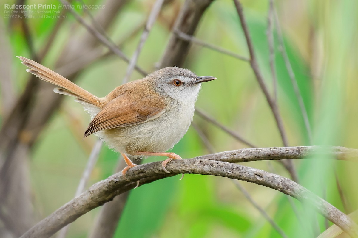 Rufescent Prinia - ML87020431