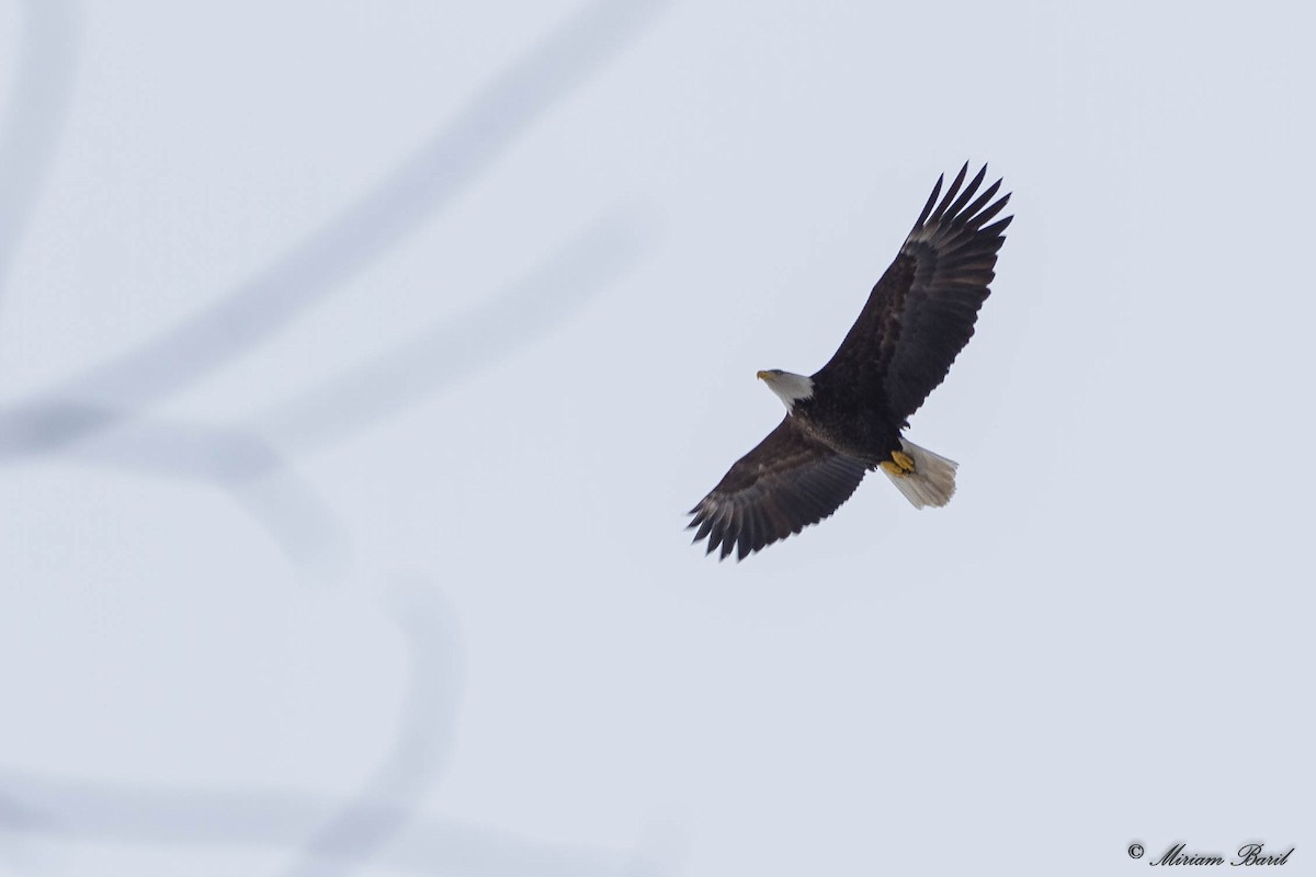 Bald Eagle - ML87021221