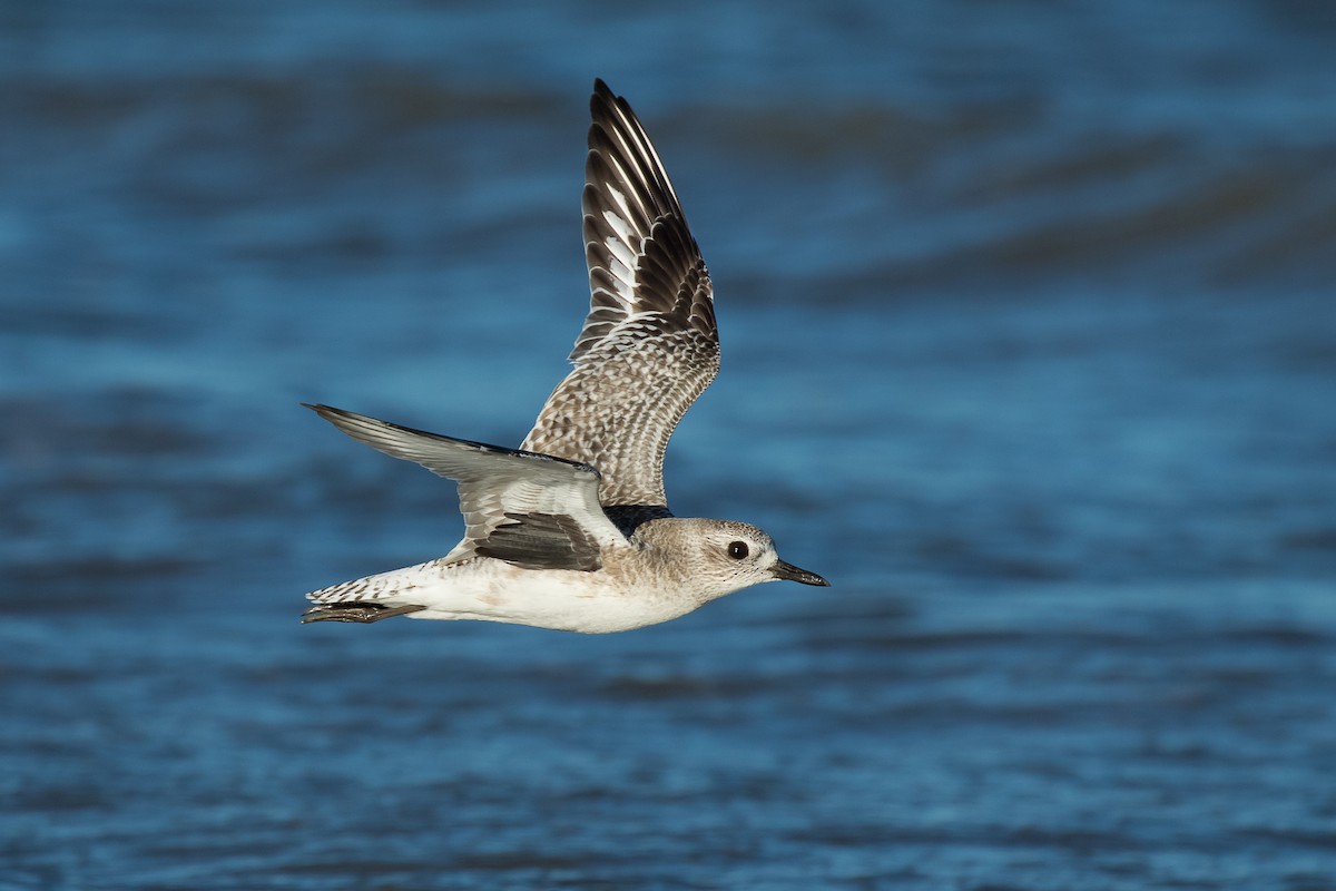 Black-bellied Plover - ML87023061