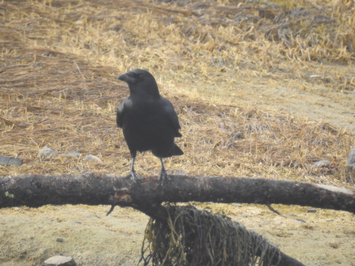 American Crow - ML87023131