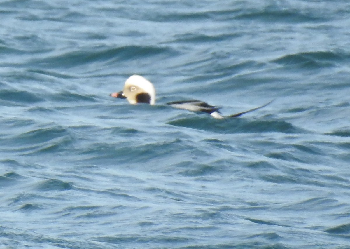 Long-tailed Duck - ML87023251