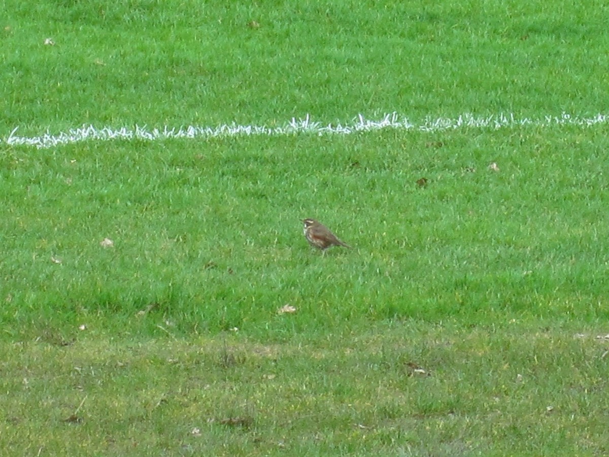 Redwing - University College Dublin Bird Data