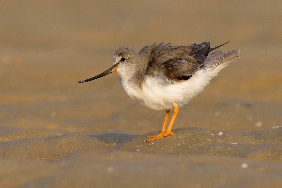 Terek Sandpiper - Vineeth Kumar