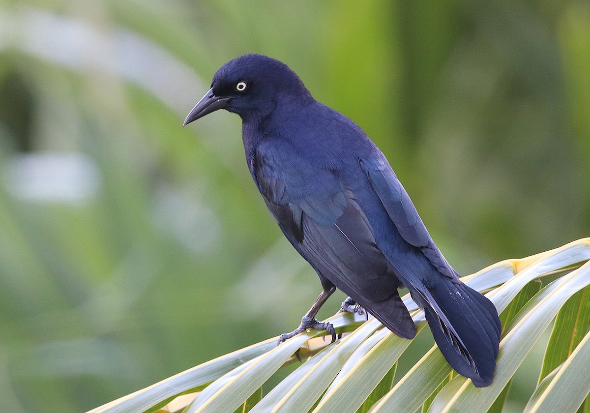 Greater Antillean Grackle - Tim Avery