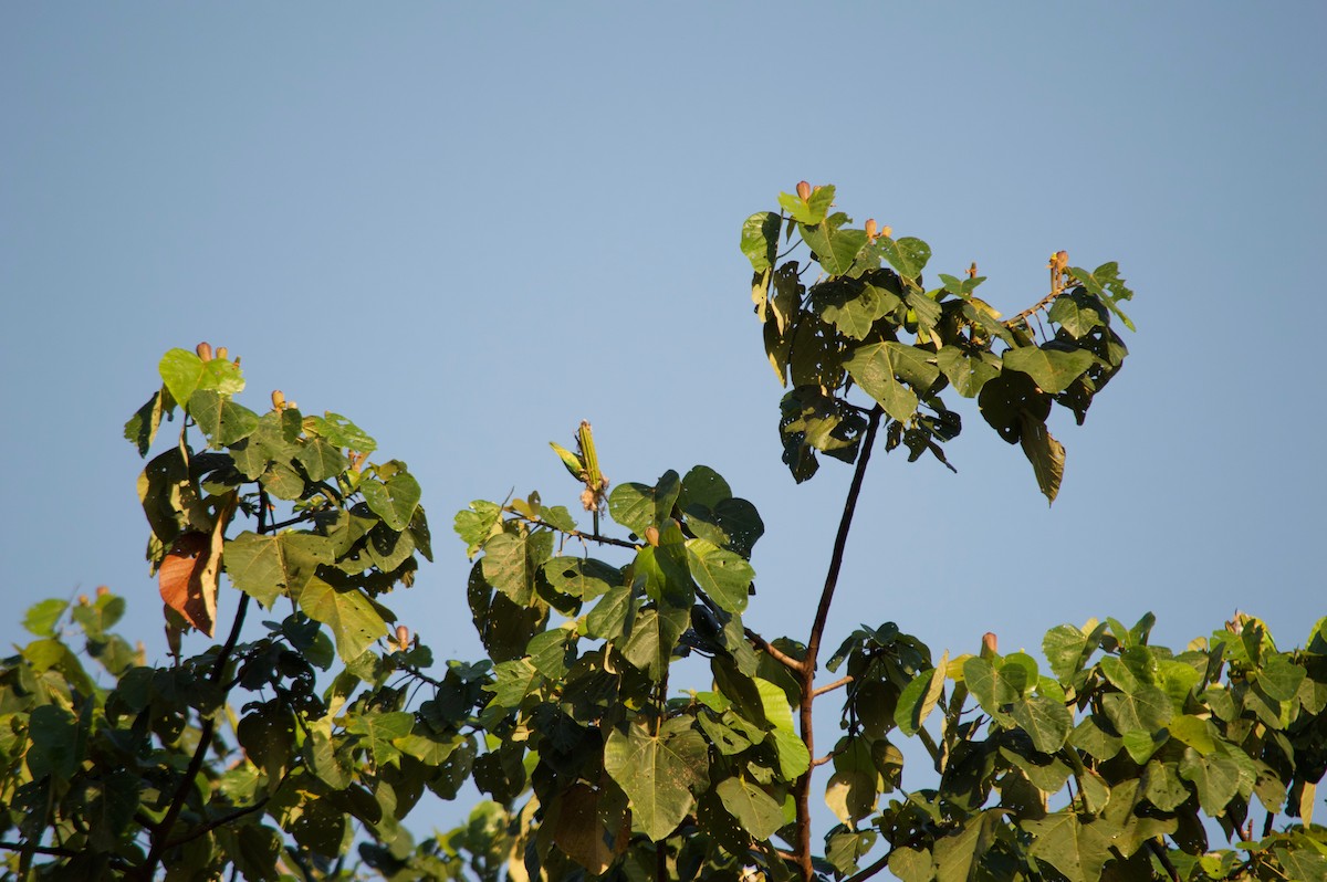 Orange-chinned Parakeet - ML87027941