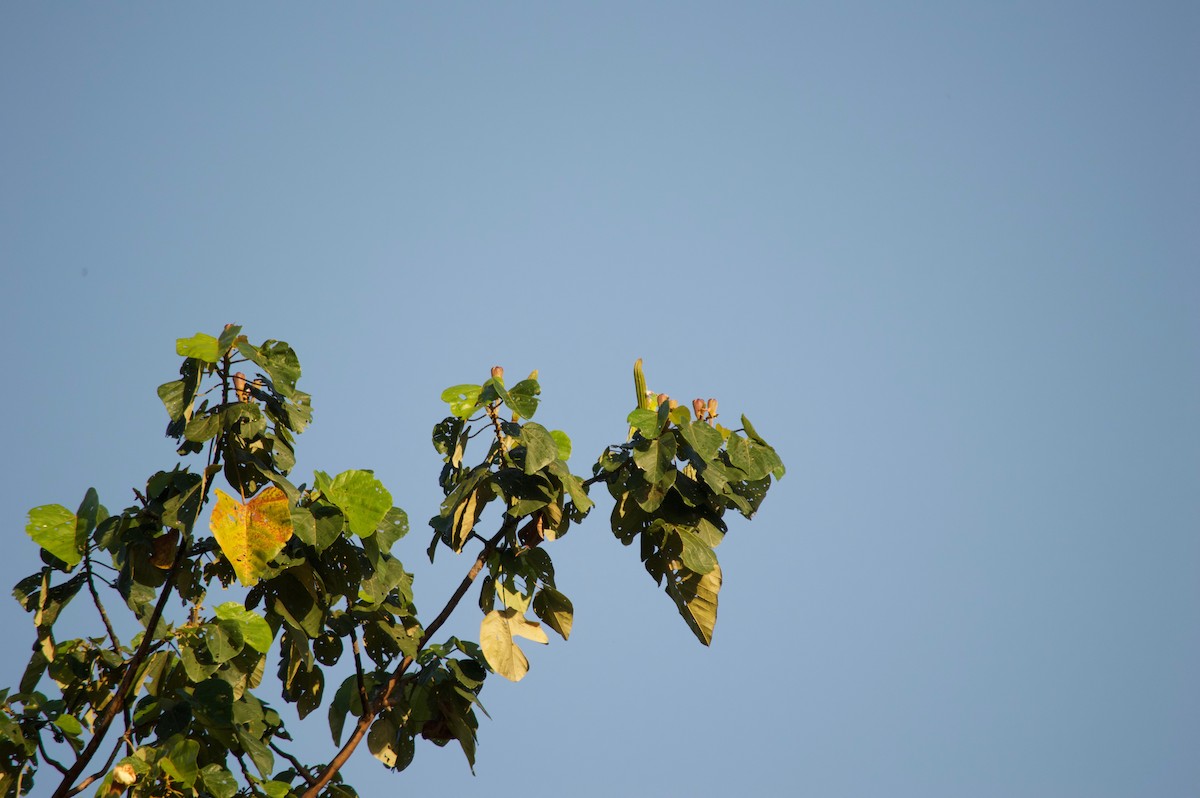 Orange-chinned Parakeet - ML87027951