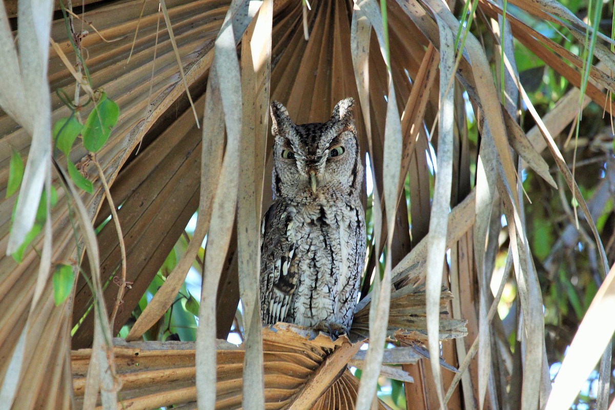 Eastern Screech-Owl - ML87028221