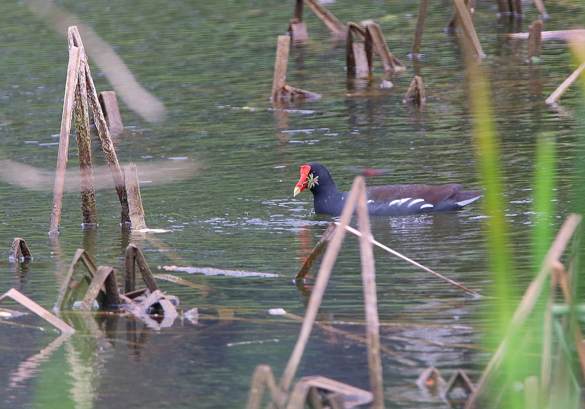 Common Gallinule - Tim Avery