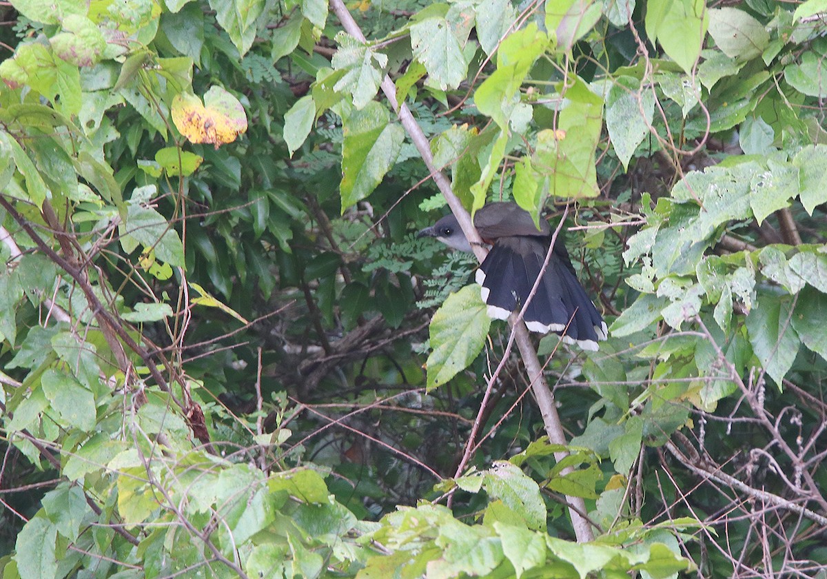 Chestnut-bellied Cuckoo - ML87028371