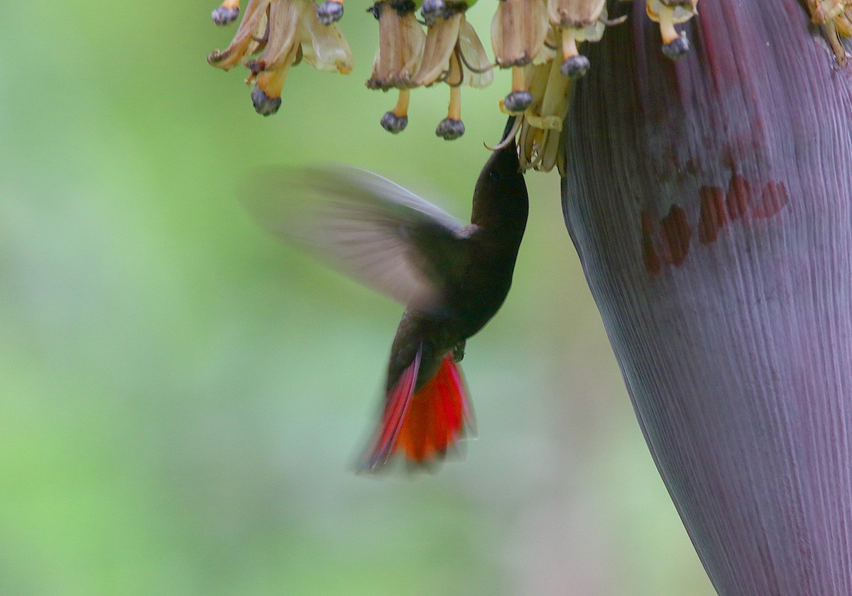 kolibřík jamajský - ML87028431