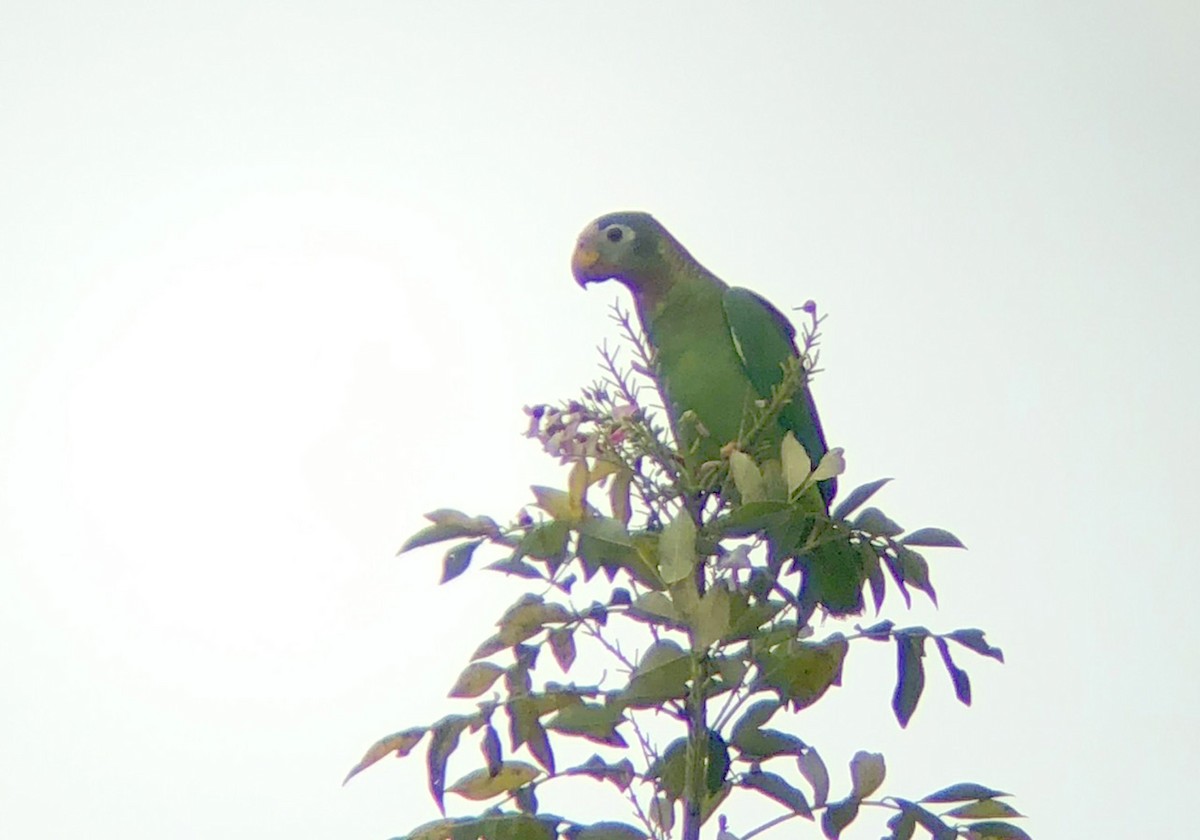 Yellow-billed Parrot - ML87028451