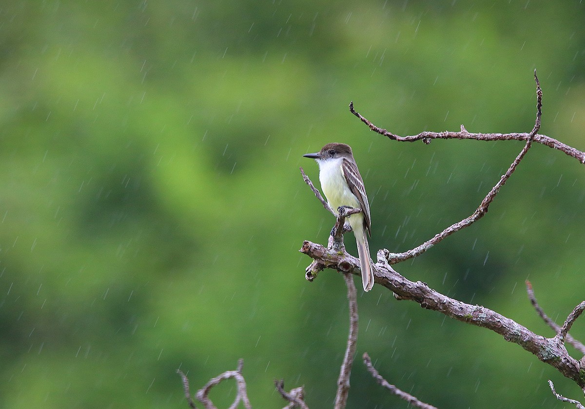 Stolid Flycatcher - ML87028531