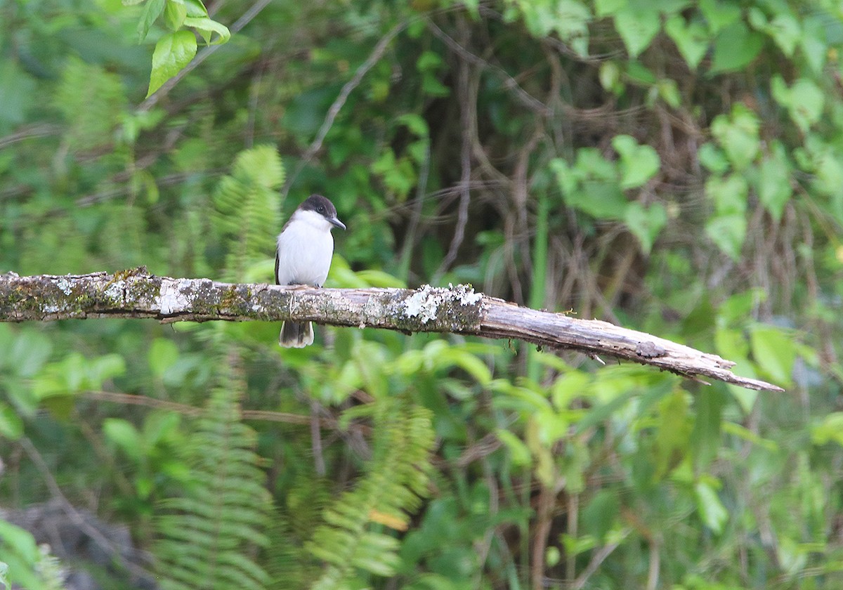 Loggerhead Kingbird - ML87028571