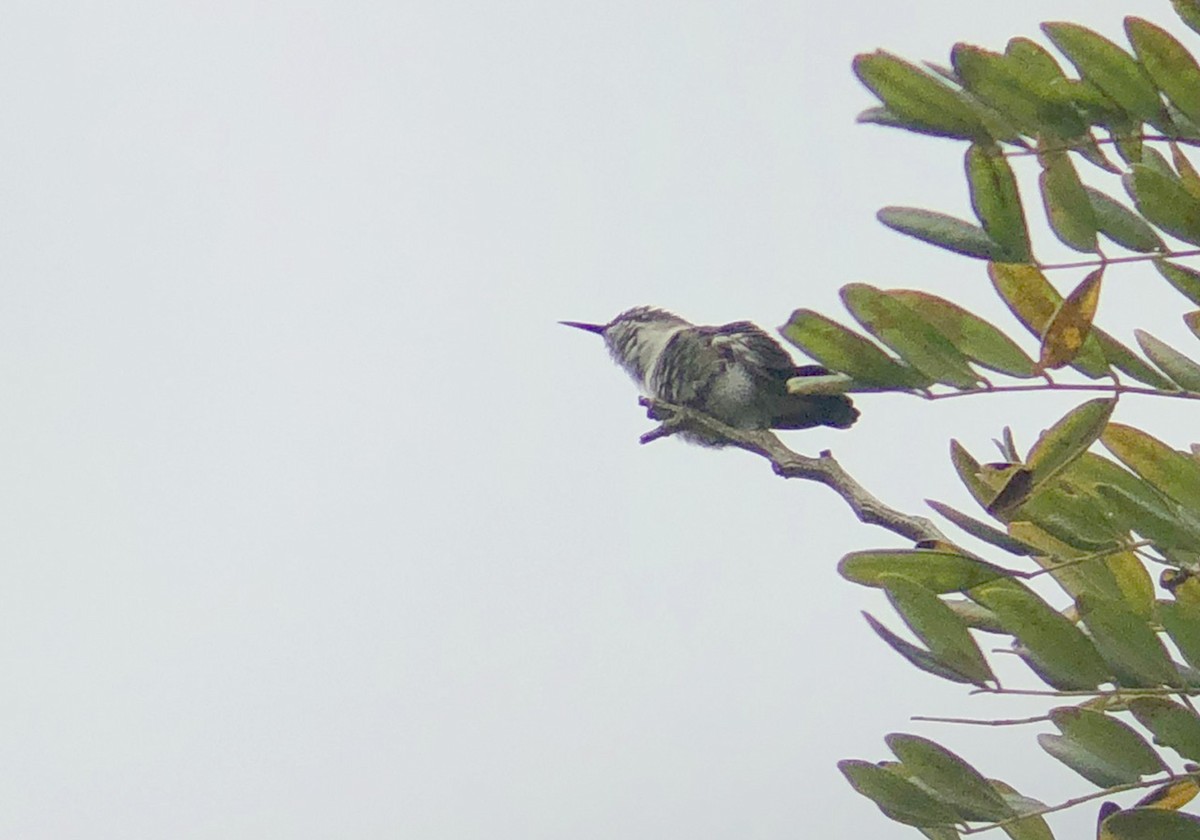 Vervain Hummingbird - ML87028831