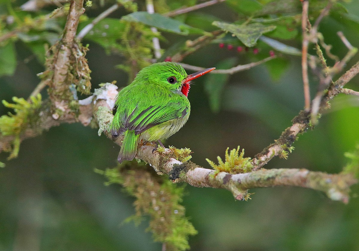 Jamaican Tody - ML87028931