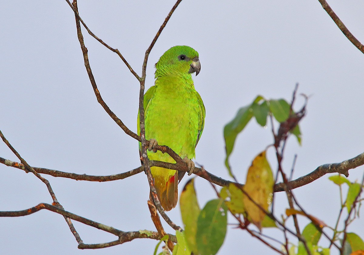 Black-billed Parrot - ML87028981