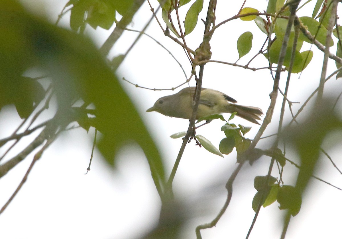 Bergvireo - ML87029091