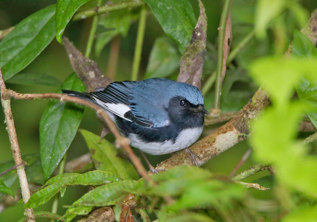 Blaurücken-Waldsänger - ML87029181