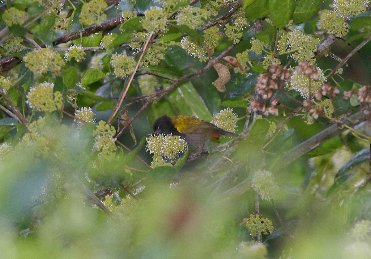 Yellow-shouldered Grassquit - ML87029241