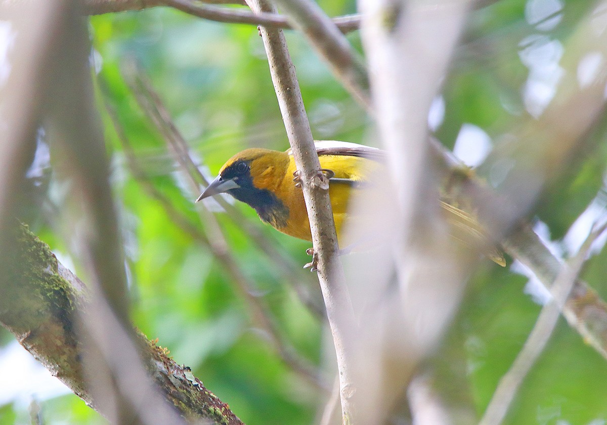 Jamaican Oriole - ML87029301