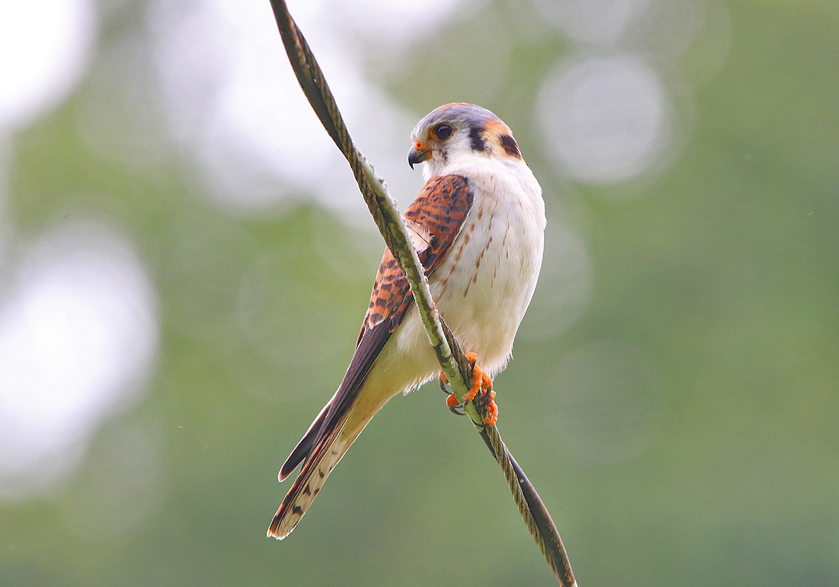 American Kestrel - ML87029371