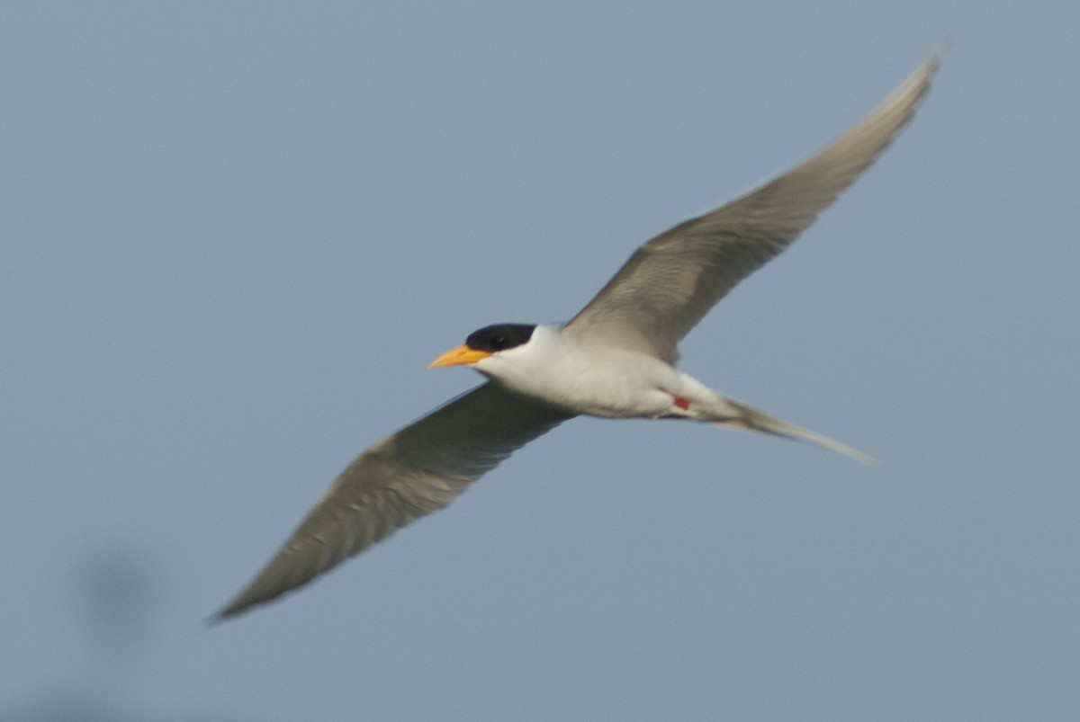 River Tern - ML87031331