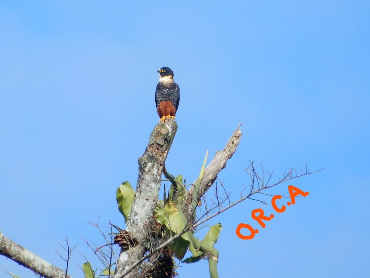 Bat Falcon - ML87032071