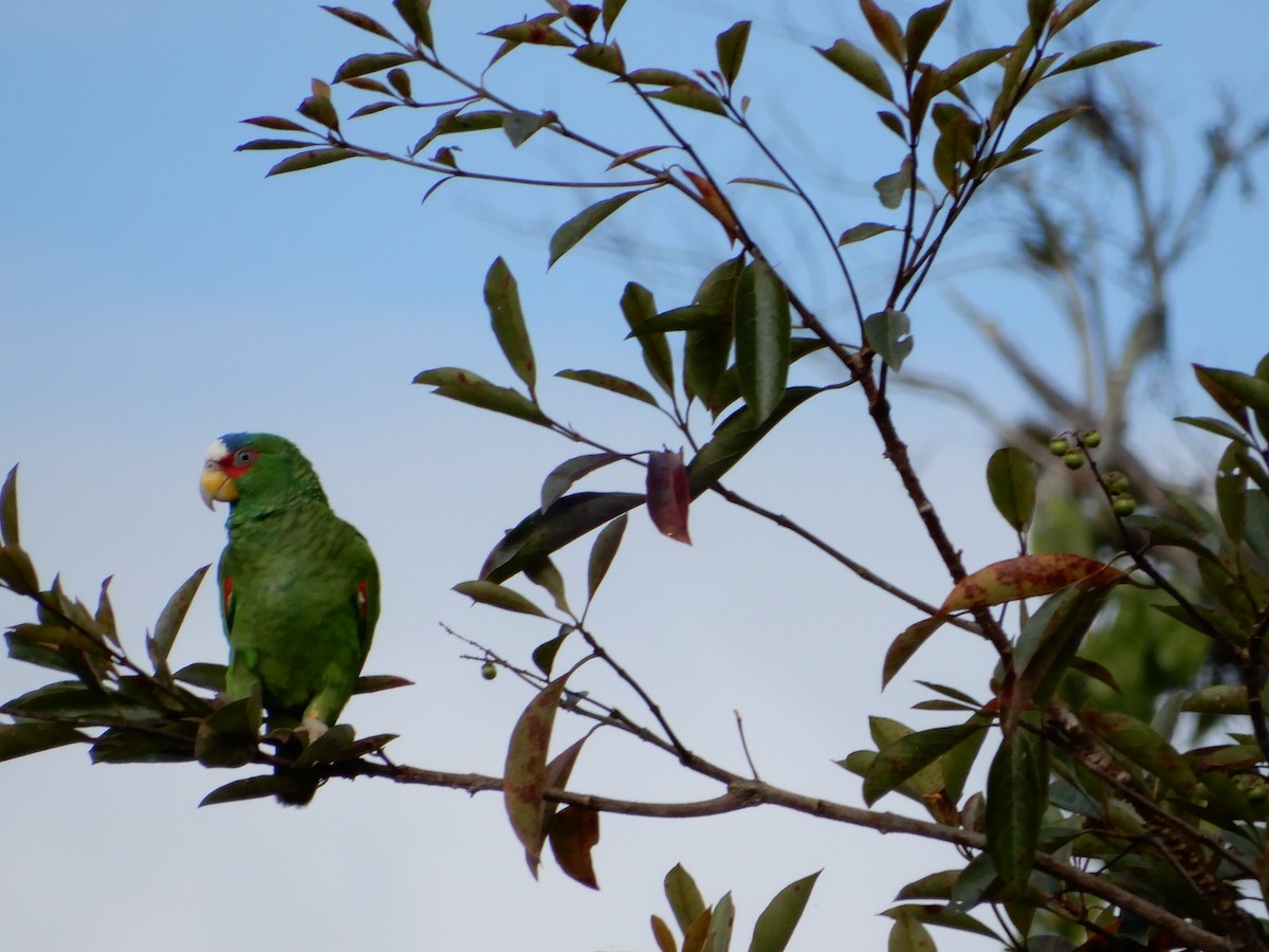 White-fronted Amazon - ML87032111