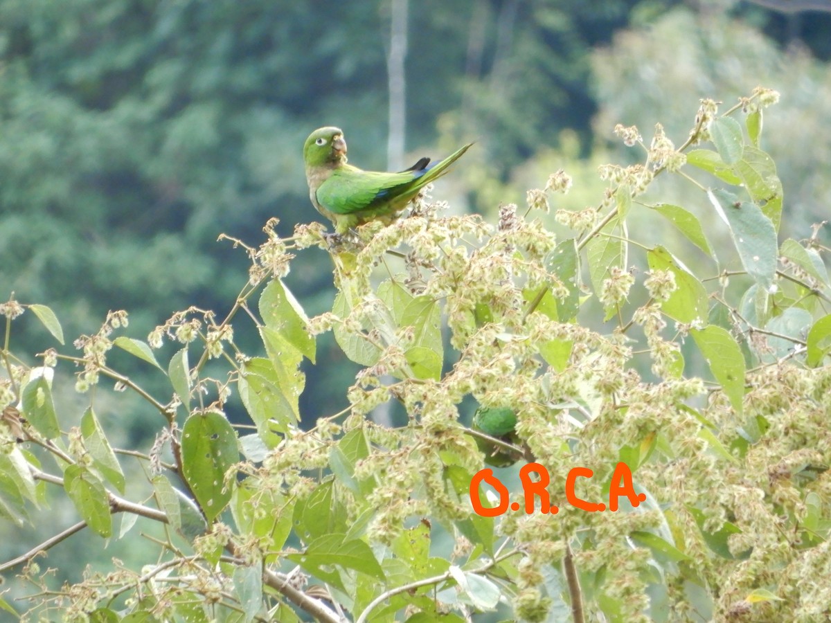 Olive-throated Parakeet - ML87032191
