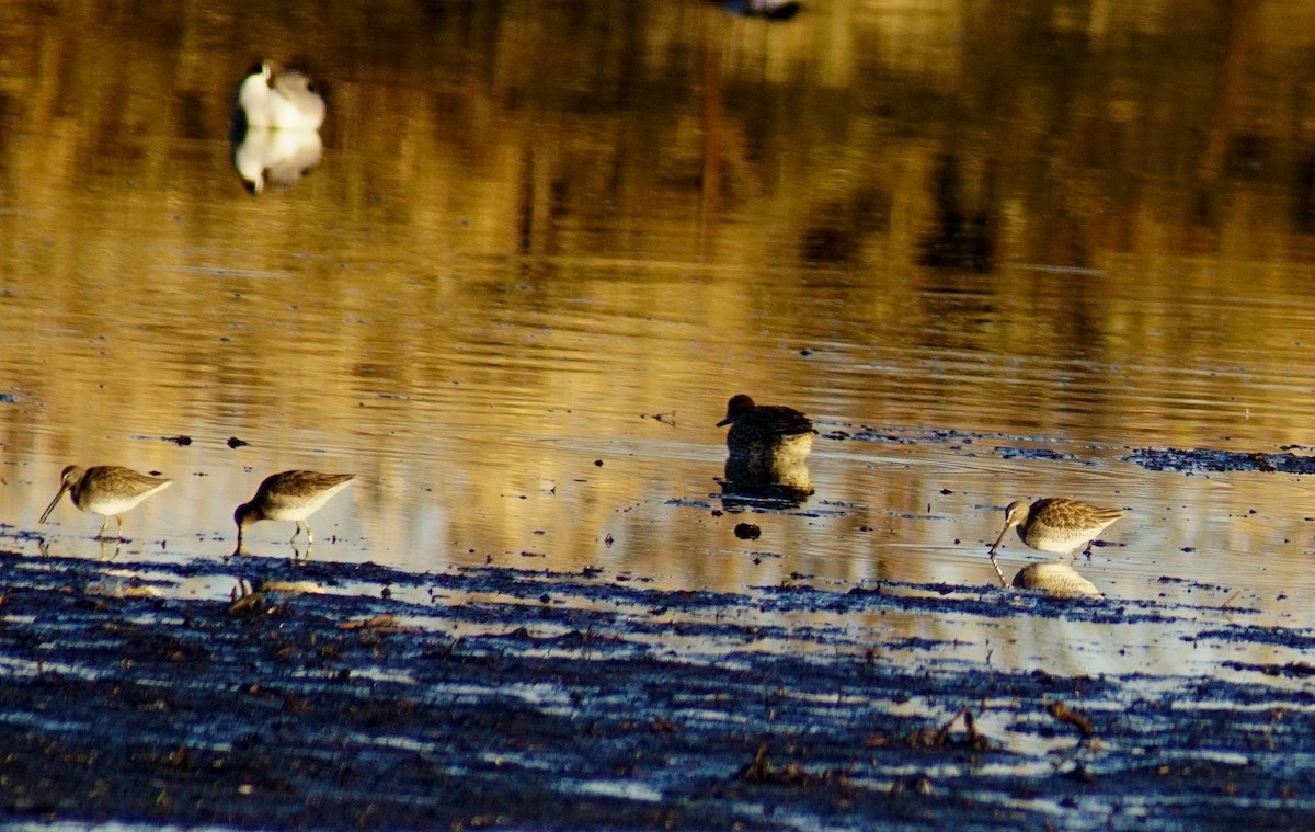 Long-billed Dowitcher - ML87032251