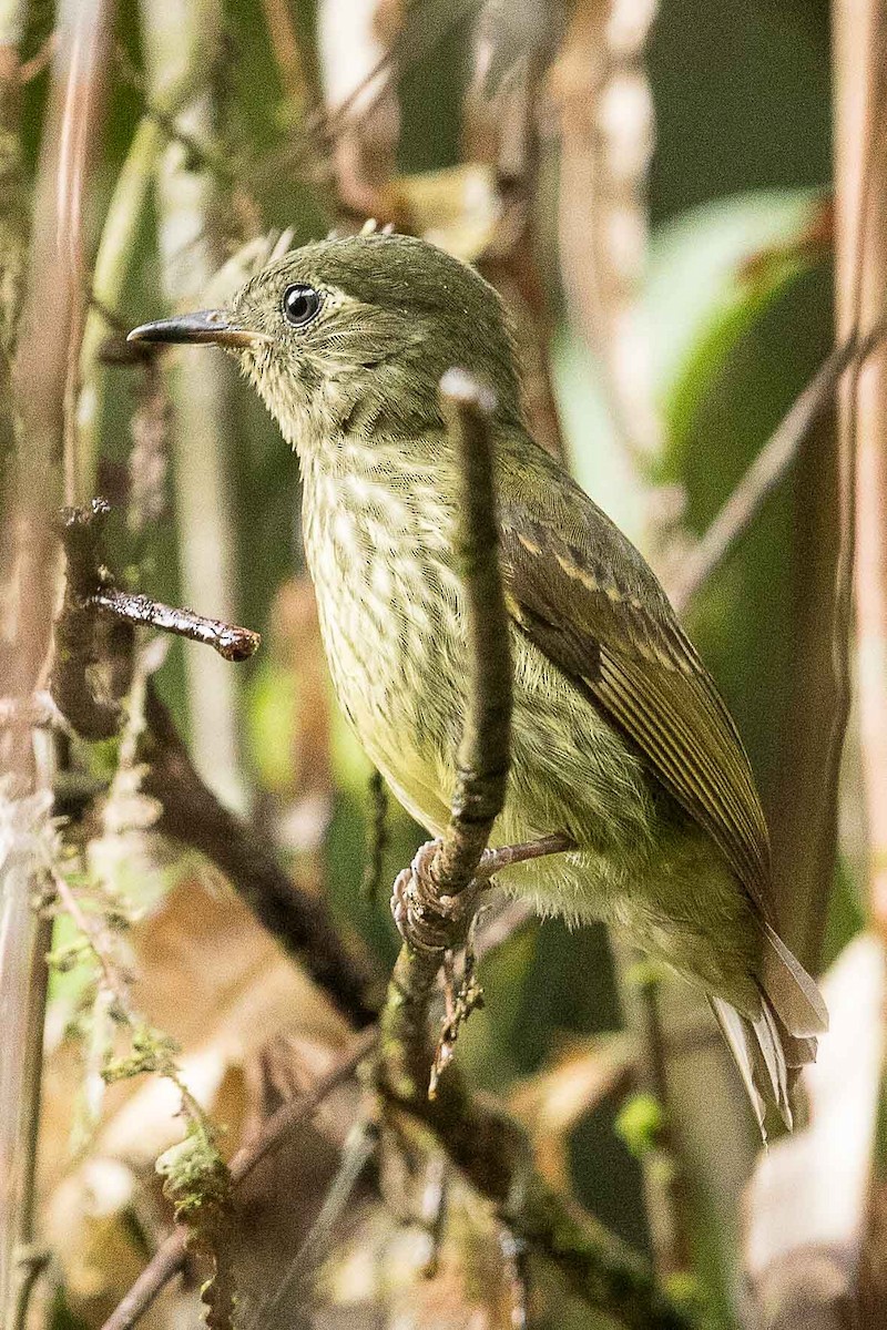 Olive-striped Flycatcher - Eric VanderWerf